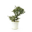 Rock cotoneaster, 21 cm, ± 7 years old with small white flowers and small red berries