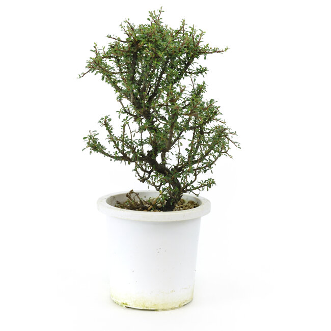 Cotoneaster de roca, 21,2 cm, ± 7 años con pequeñas flores blancas y pequeñas bayas rojas