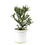 Rock cotoneaster, 21,2 cm, ± 7 years old with small white flowers and small red berries