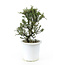 Rock cotoneaster, 21,2 cm, ± 7 years old with small white flowers and small red berries