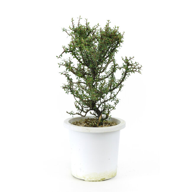 Rock Cotoneaster, 21,2 cm, ± 7 Jahre alt, mit kleinen weißen Blüten und kleinen roten Beeren