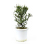 Rock cotoneaster, 21,2 cm, ± 7 years old with small white flowers and small red berries