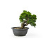 Chinese juniper (Itoigawa), 19 cm, ± 15 years old