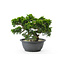 Chinese juniper (Itoigawa), 19 cm, ± 15 years old