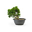 Chinese juniper (Itoigawa), 19 cm, ± 15 years old