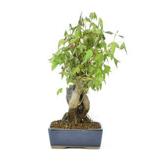 Trident maple, 17 cm, ± 12 years old