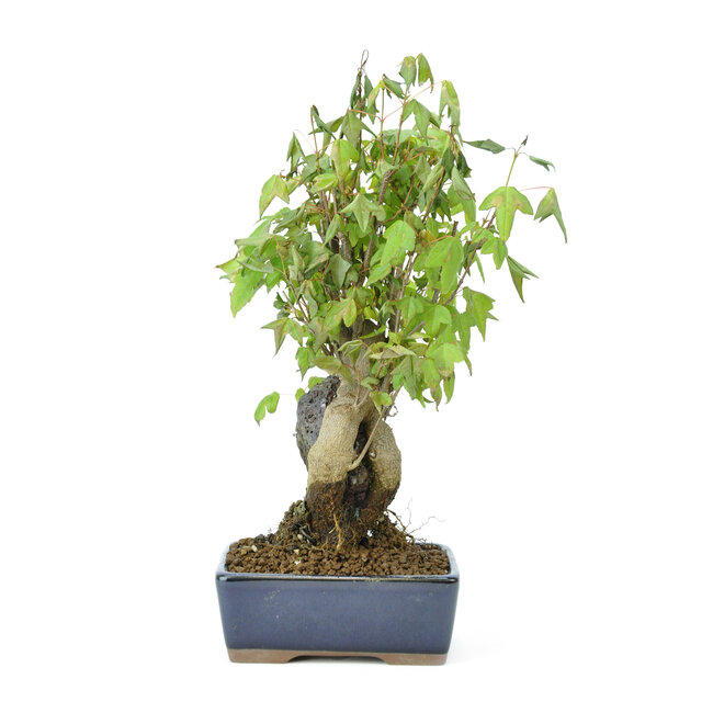 Trident maple, 17 cm, ± 12 years old with a Japanese pot