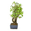 Trident maple, 17 cm, ± 12 years old with a Japanese pot