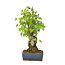 Trident maple, 17 cm, ± 12 years old with a Japanese pot