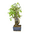 Trident maple, 17 cm, ± 12 years old with a Japanese pot