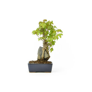 Trident maple, 18,5 cm, ± 12 years old