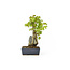 Trident maple, 18,5 cm, ± 12 years old with a Japanese pot