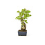 Trident maple, 18,5 cm, ± 12 years old with a Japanese pot