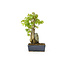 Trident maple, 18,5 cm, ± 12 years old with a Japanese pot