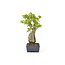 Trident maple, 18,5 cm, ± 12 years old with a Japanese pot
