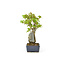 Trident maple, 18,5 cm, ± 12 years old with a Japanese pot