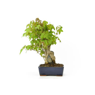 Trident maple, 20 cm, ± 12 years old