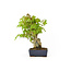 Trident maple, 20 cm, ± 12 years old with a Japanese pot