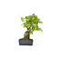 Trident maple, 20 cm, ± 12 years old with a Japanese pot