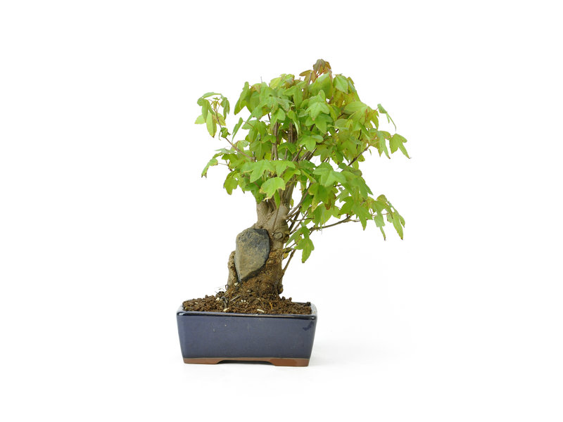 Trident Maple Cm 12 Years Old Bonsaiplaza
