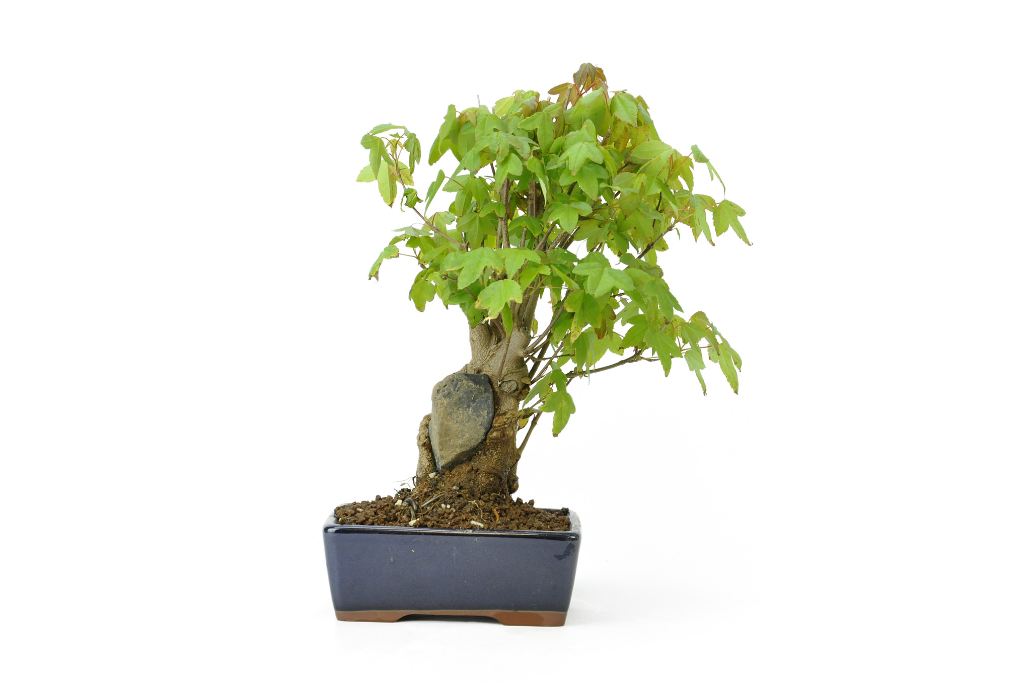 Trident Maple Cm 12 Years Old Bonsaiplaza
