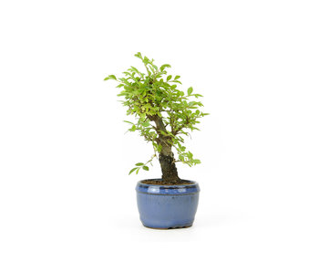 Cork bark elm with small leaves, 15,3 cm, ± 8 years old