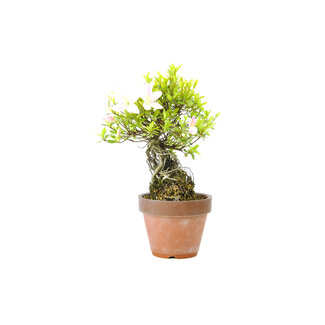 Japanse azalea (Satsuki), 18 cm, ± 12 jaar oud