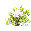 Japanese azalea (Satsuki), 18 cm, ± 12 years old with pink and white flowers