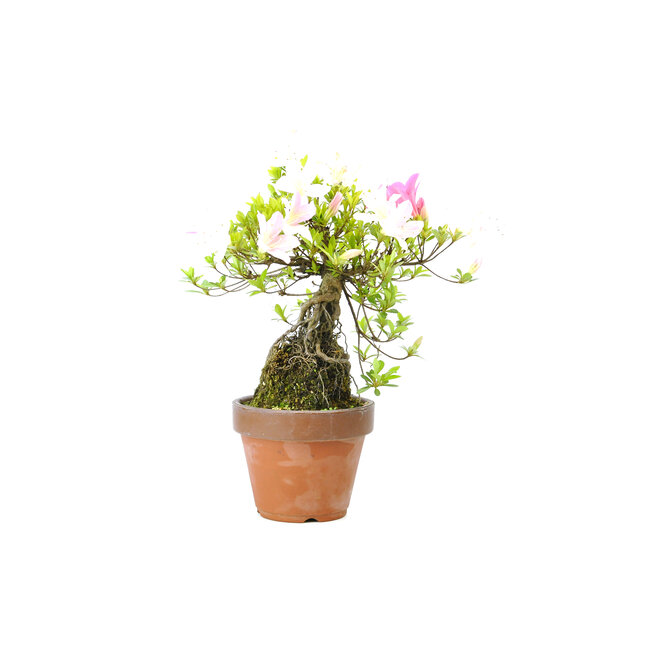 Japanese azalea (Satsuki), 18 cm, ± 12 years old with pink and white flowers