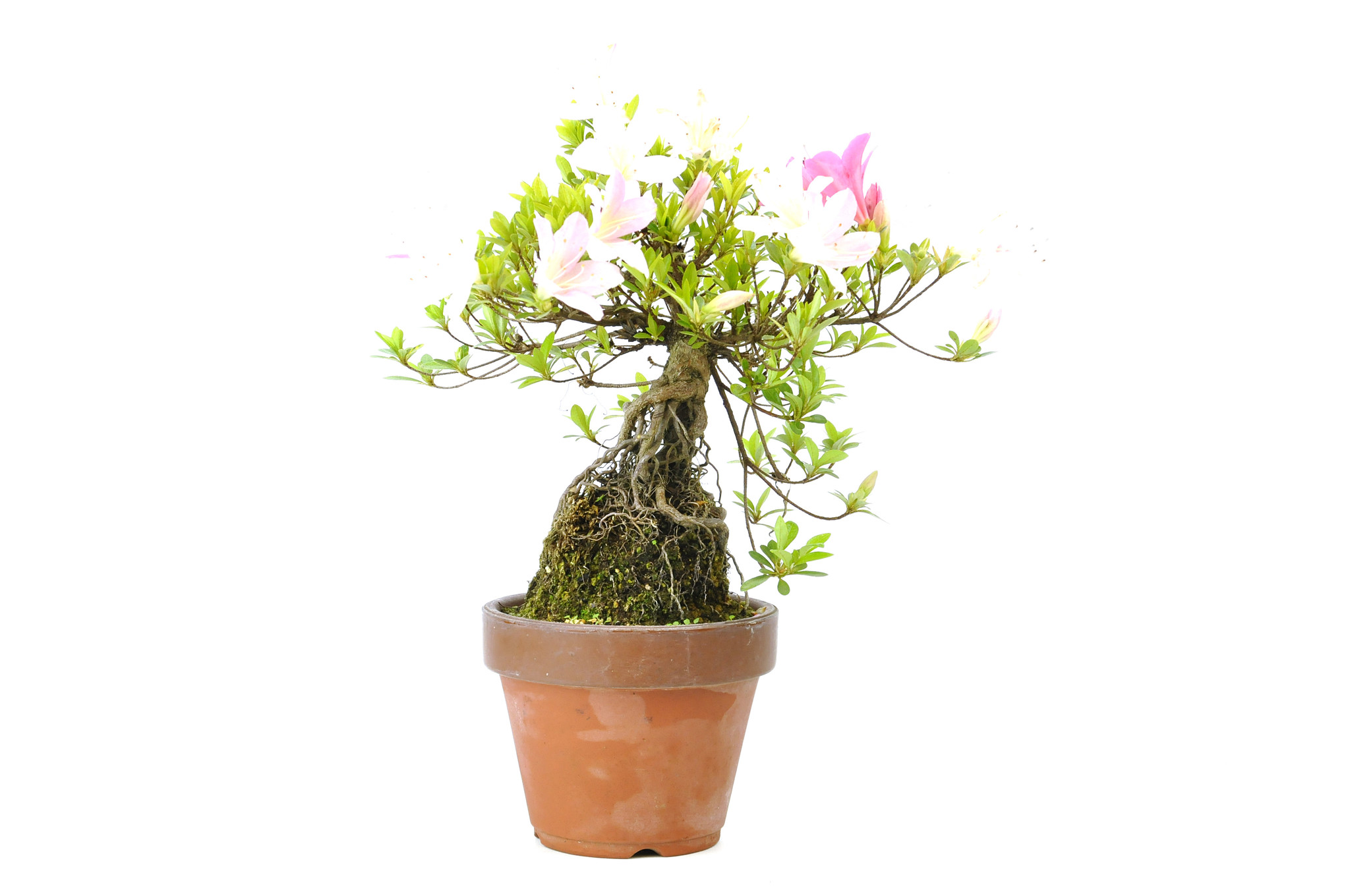 Azalea japonesa (Satsuki), 18 cm, ± 12 años. - Bonsai Plaza