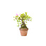 Japanese azalea (Satsuki), 18 cm, ± 12 years old with pink and white flowers