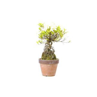 Japanse azalea (Satsuki), 20 cm, ± 12 jaar oud