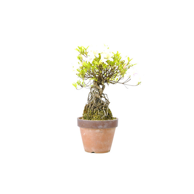 Azalea giapponese (Satsuki), 20 cm, ± 12 anni con fiori rosa e bianchi