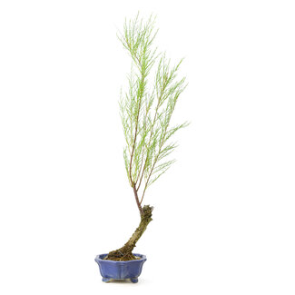 Tamarisk (Gyoryuu), 48,1 cm, ± 15 jaar oud