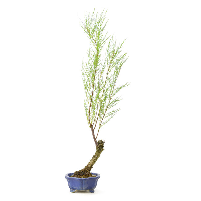 Tamarisk (Gyoryuu), 48,1 cm, ± 15 jaar oud met natuurlijk dood hout