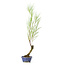 Tamarisk (Gyoryuu), 48,1 cm, ± 15 jaar oud met natuurlijk dood hout