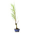 Tamarisk (Gyoryuu), 48,1 cm, ± 15 years old with natural deadwood