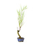 Tamarisk (Gyoryuu), 48,1 cm, ± 15 years old with natural deadwood