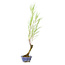 Tamarisk (Gyoryuu), 48,1 cm, ± 15 jaar oud met natuurlijk dood hout