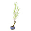 Tamarisk (Gyoryuu), 48,1 cm, ± 15 years old with natural deadwood