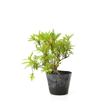 Japanese azalea, 16,1 cm, ± 8 years old