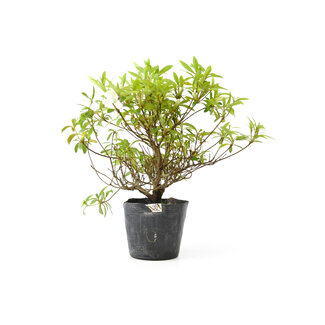 Azalea giapponese, 20 cm, ± 8 anni