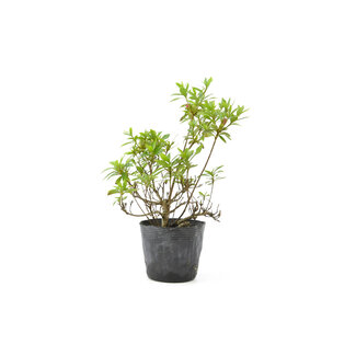 Azalea giapponese, 15 cm, ± 8 anni