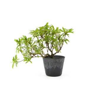 Azalea giapponese, 14 cm, ± 8 anni