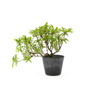 Japanse azalea, 14 cm, ± 8 jaar oud