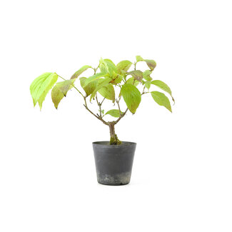 Cornus kosa, 16,7 cm, ± 7 años