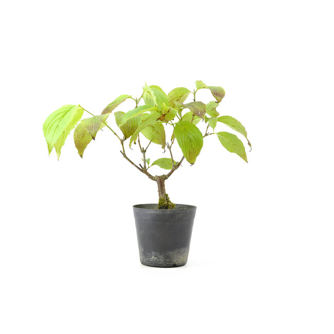 Cornus kosa, 16,7 cm, ± 7 Jahre alt