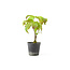 Cornus kosa, 16,7 cm, ± 7 years old