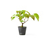 Cornus kosa, 16,7 cm, ± 7 ans