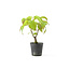 Cornus kosa, 16,7 cm, ± 7 ans